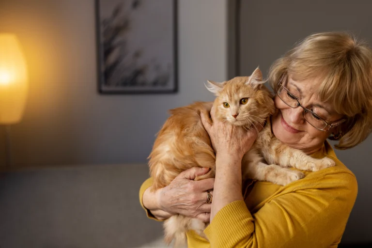 Cat Aging and Senior Cat Care